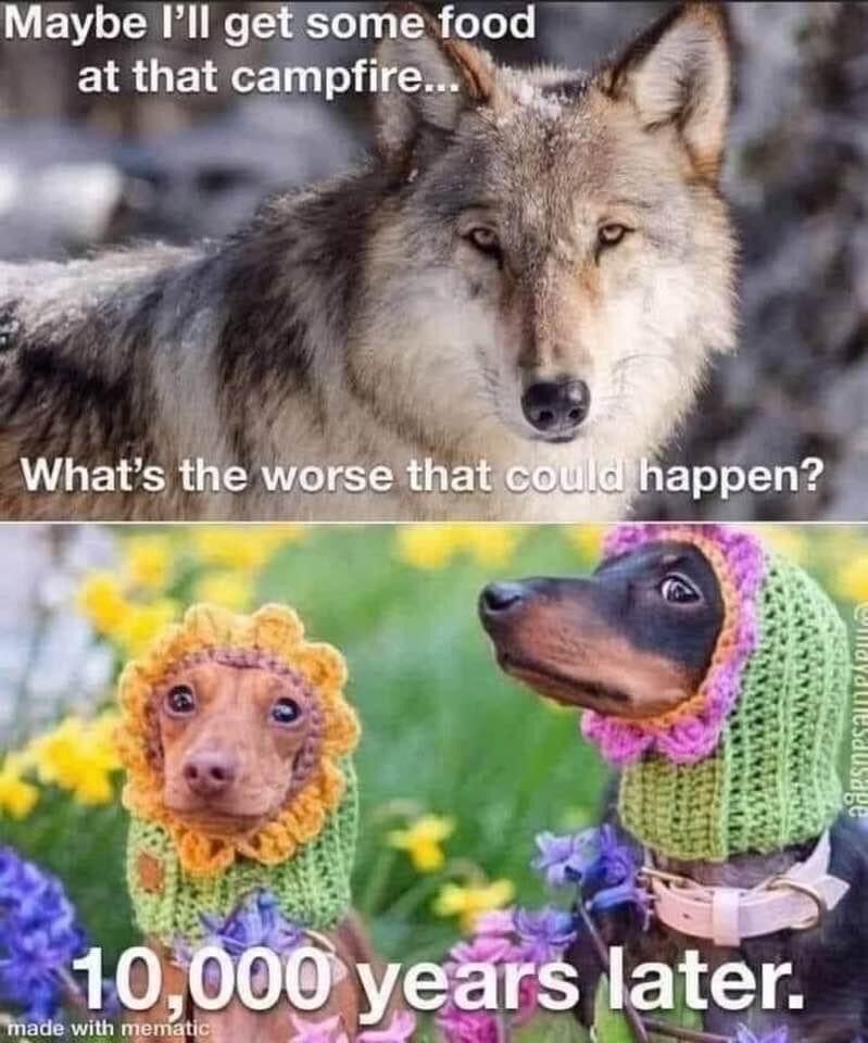 30 Funny "Dog Memes" That Will Surely Make You Smile 22 Ill get some food at the campfire - Dog Memes