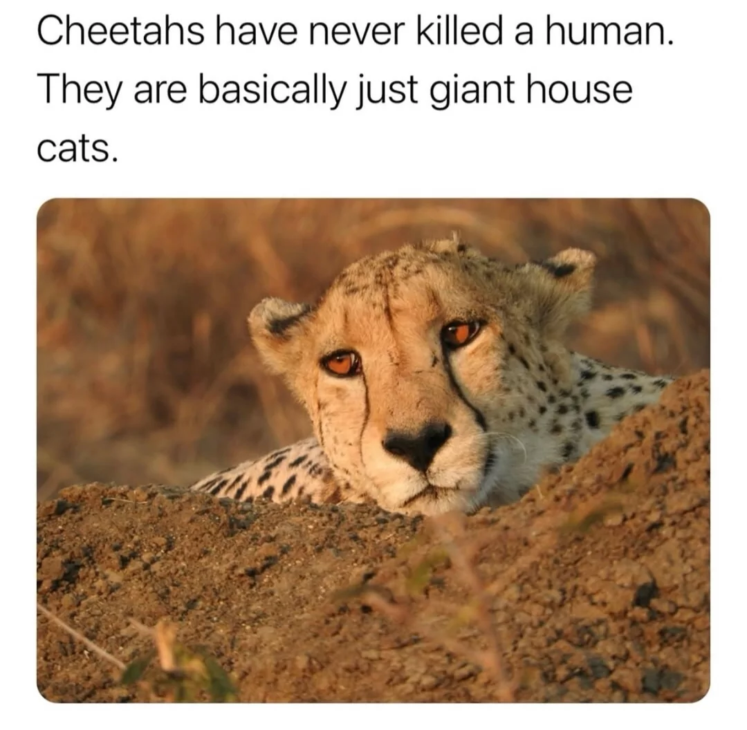 25 Cheetah Memes That Pounce on Humor! 25 Just giant house cat