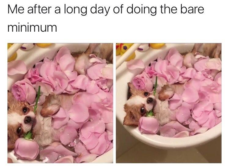 20 Hilarious Dog Memes to Brighten Your Ruff Day 6 Me after a long day - Hilarious Dog Memes