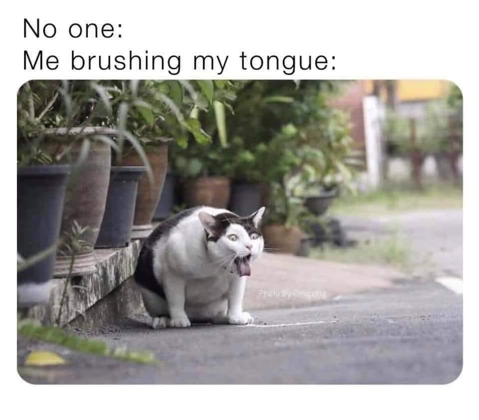 15 Memes: An Odyssey of Humor Across the Internet Cosmos 11 Me brushing my tongue