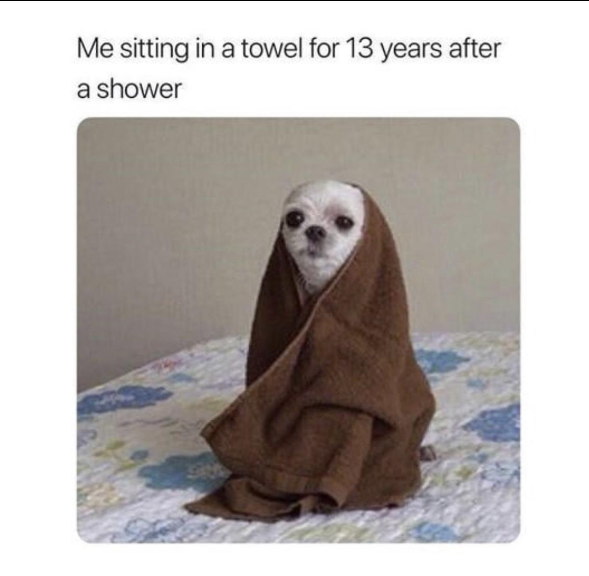 20 Hilarious Dog Memes to Brighten Your Ruff Day 7 Me sitting in towel - Hilarious Dog Memes