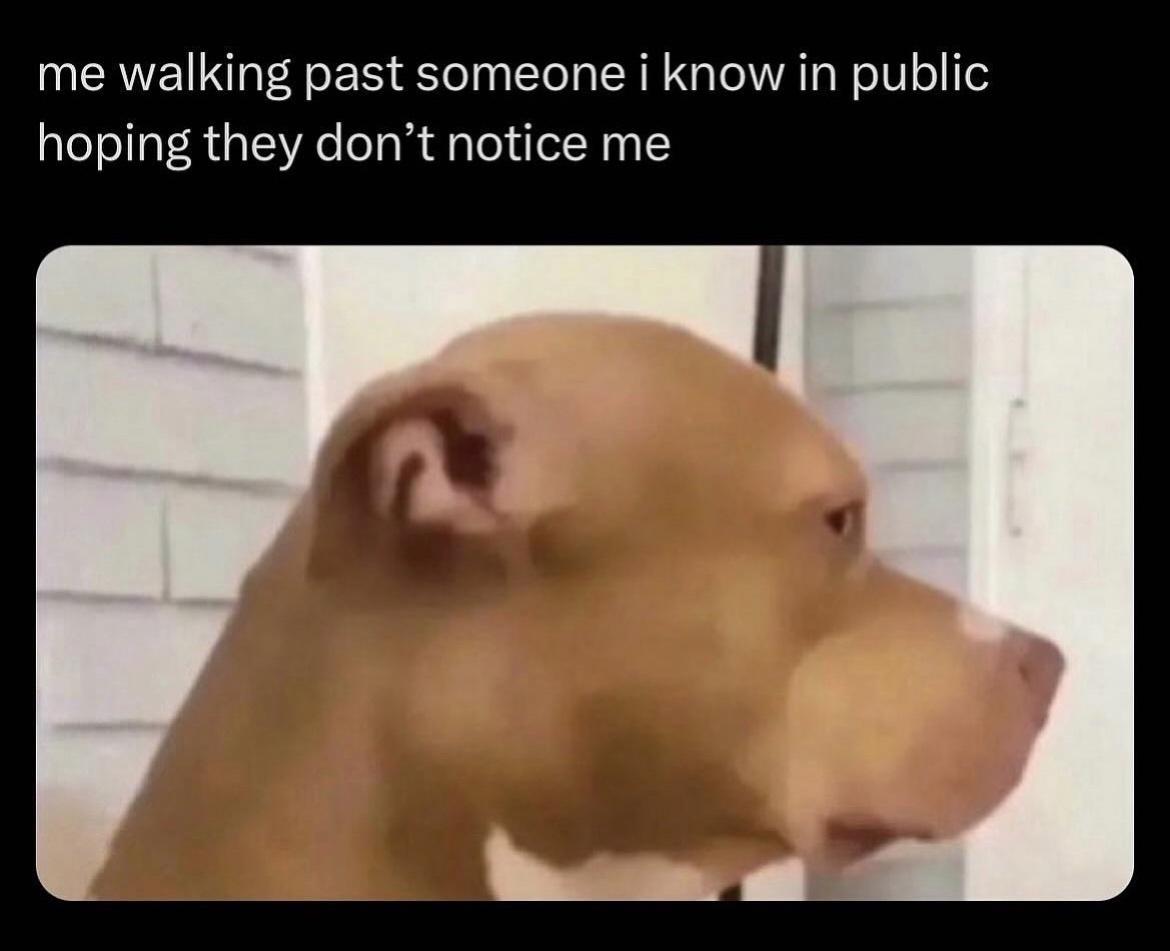 20 Cute Dog Memes for Your Daily Dose of Joy 12 Me walking past someone - Cute Dog Memes