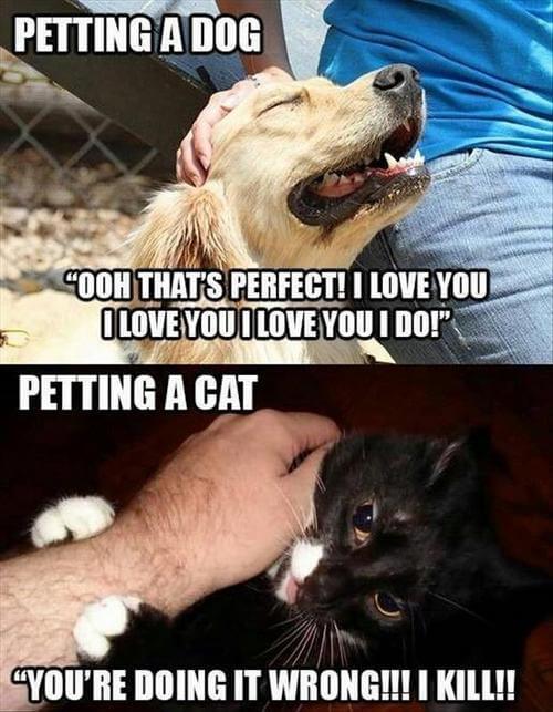 28 Cat Vs Dog Memes To Show Who Is Superior 21 Petting a cat - cat vs dog memes
