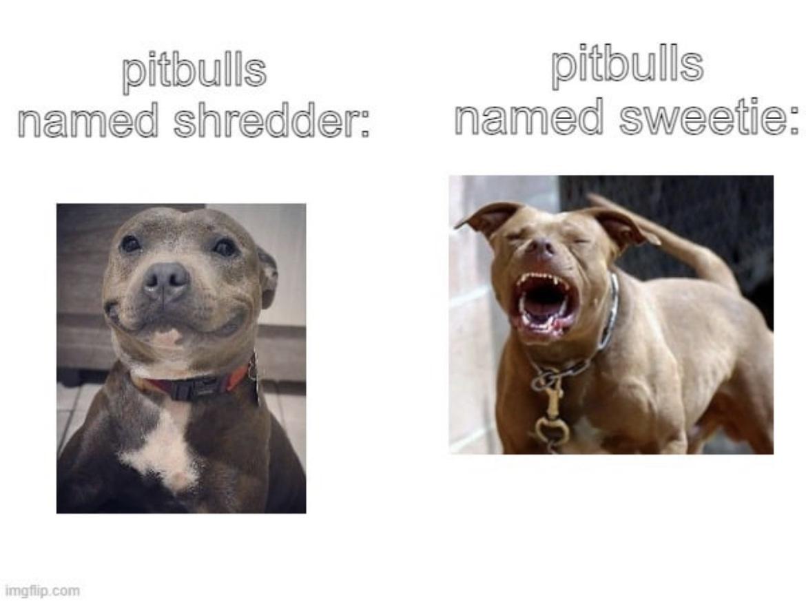 20 Hilarious Dog Memes to Brighten Your Ruff Day 8 Pitbulls names shredder - Hilarious Dog Memes