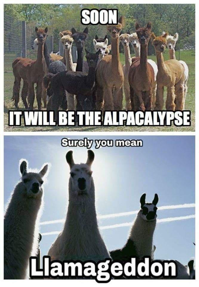 35 Funniest Pun Memes That Are Damn Punny 30 Soo it will be an apaclypse - Pun Memes