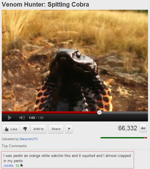23 Funny YouTube Comments That Made Us Spit Out Our Coffee 14 Spitting cobra - Funny YouTube Comments