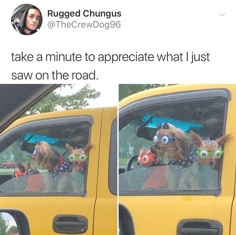 20 Cute Dog Memes for Your Daily Dose of Joy 15 Take a minute to appriciate - Cute Dog Memes