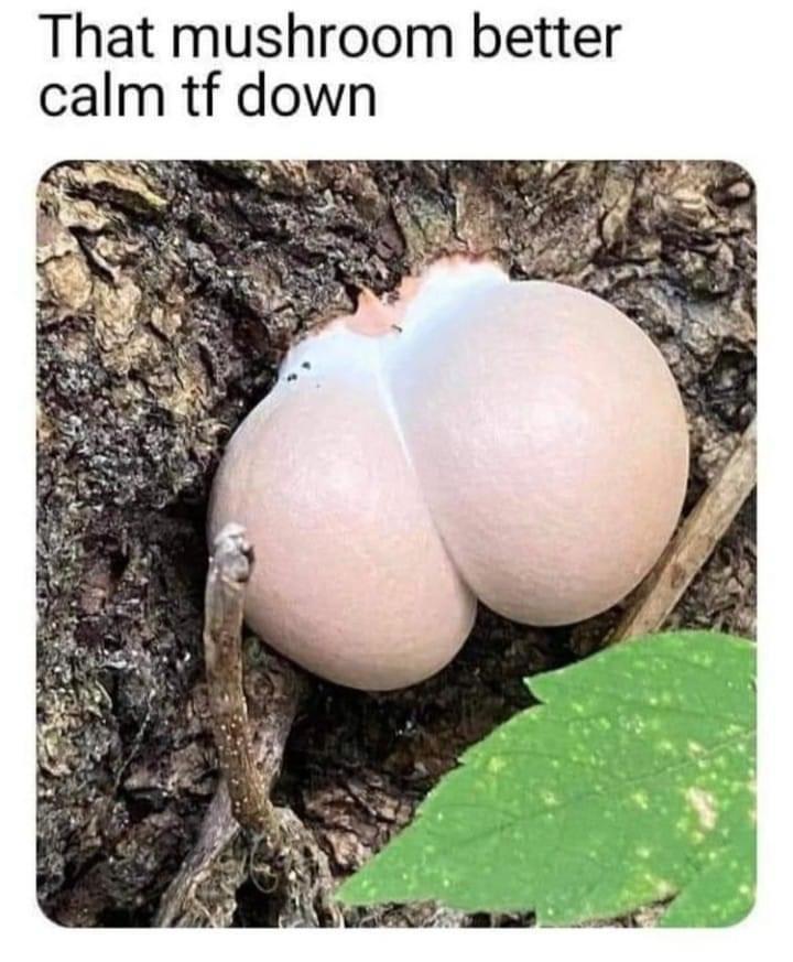 20 Memes I Sent My Crush, Because Who Needs Pickup Lines? 10 That mushroom better calm down - Memes I Sent My Crush