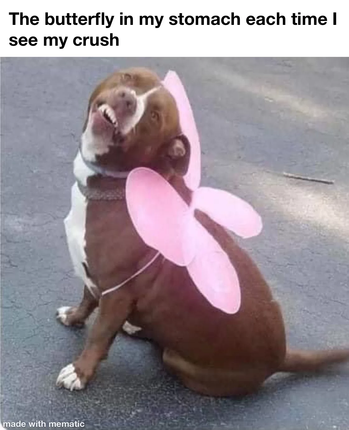 30 Crush Memes That Sum Up the Awkwardness of Secret Admirations 20 The butterfly in my stomach - Crush Memes