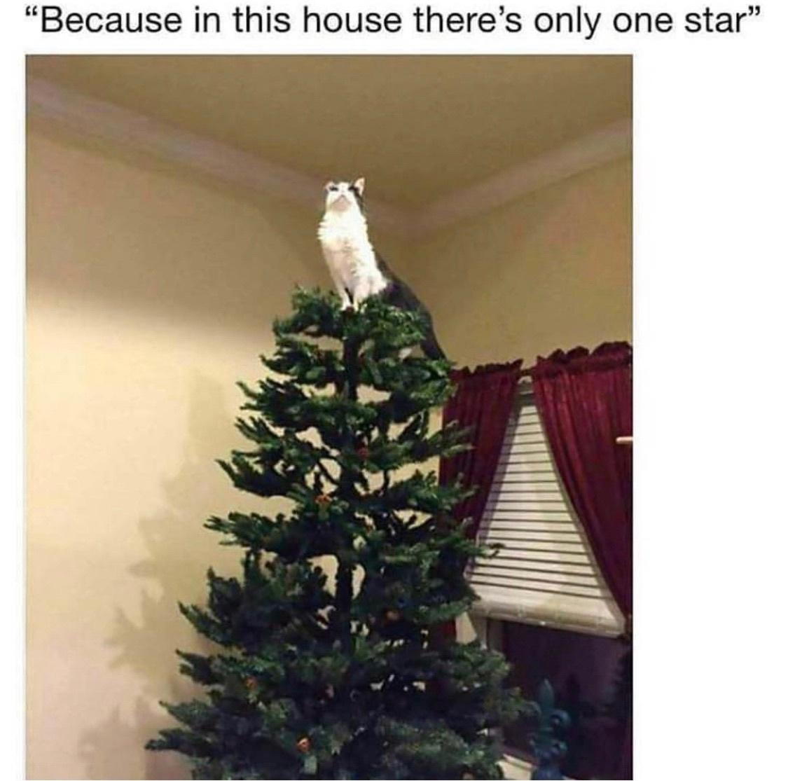 "Friday Before Christmas Memes" That Will Get You Excited For The Christmas 14 Thers only one star - Friday Before Christmas Memes