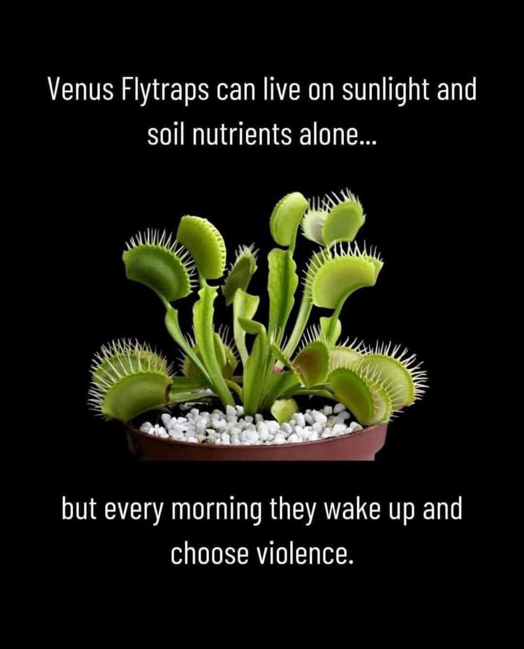 30 Random Memes To Make Your Sunday Better 29 Venus flytraps