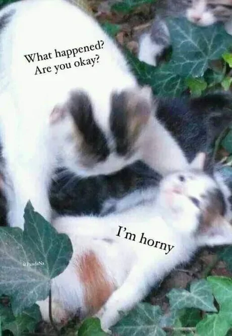 29 Horny Memes for a Naughty Giggle 15 What happend - Horny Memes