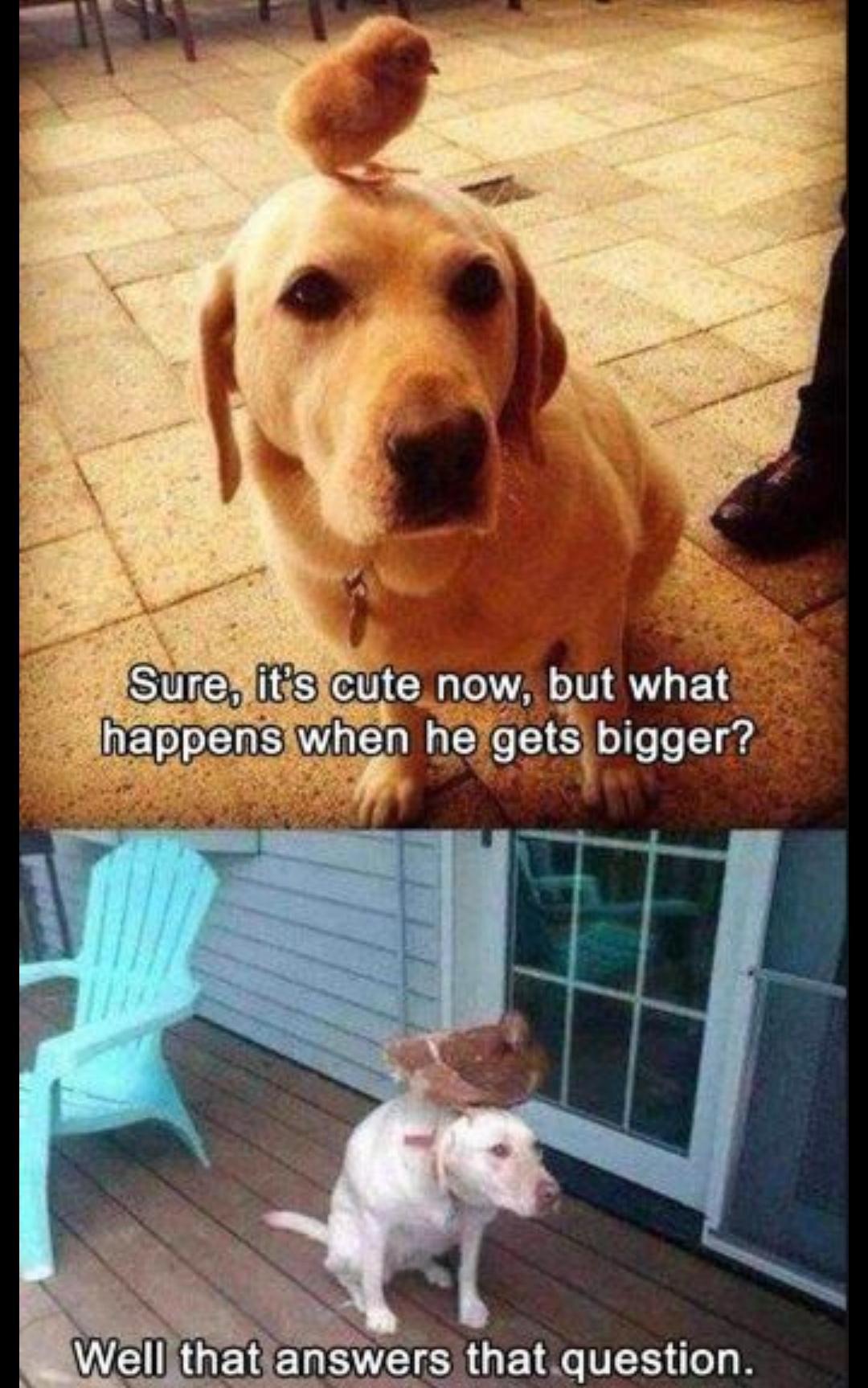 20 Cute Dog Memes for Your Daily Dose of Joy 19 What happens when he gets bigger - Cute Dog Memes