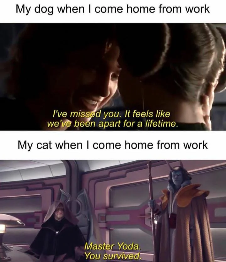 28 Cat Vs Dog Memes To Show Who Is Superior 27 When I come home from work