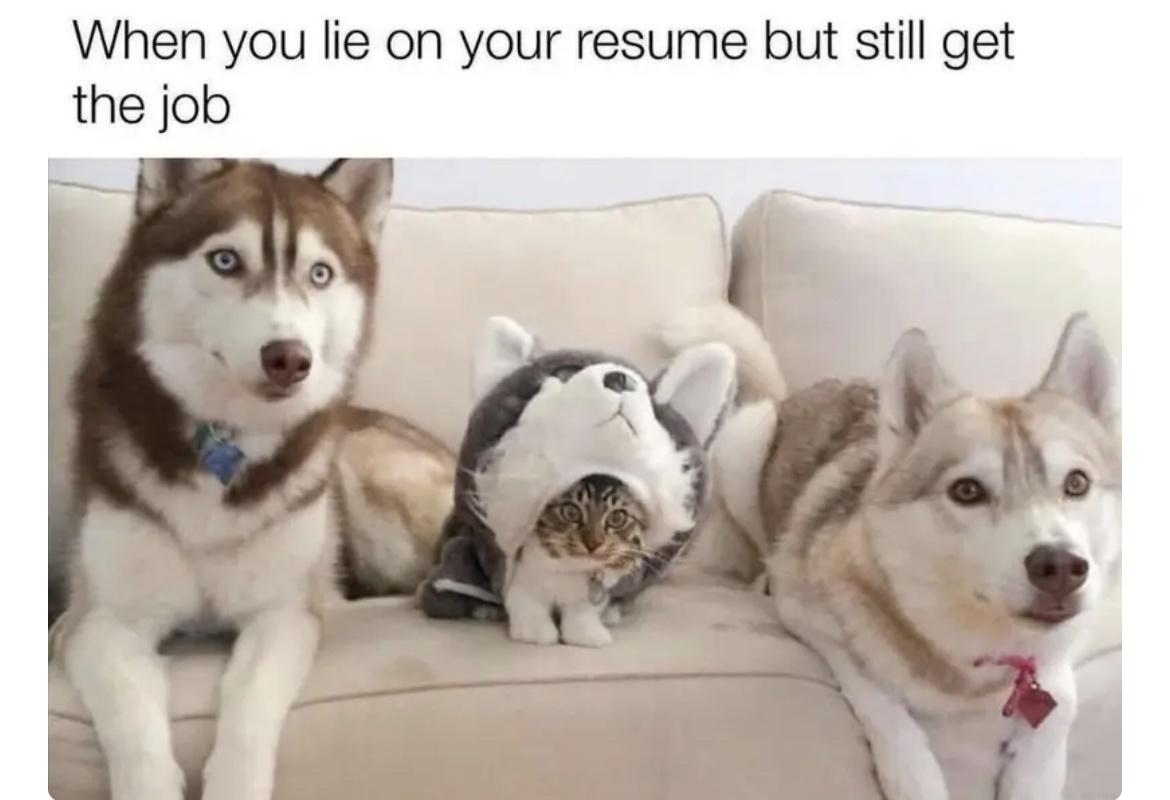 20 Hilarious Dog Memes to Brighten Your Ruff Day 13 When you lie on resume - Hilarious Dog Memes