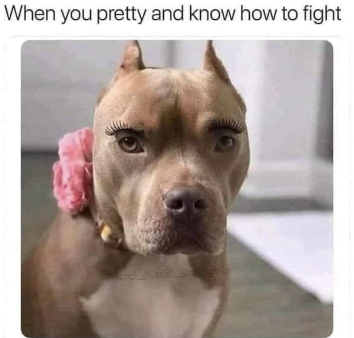 20 Cute Dog Memes for Your Daily Dose of Joy 20 When you pretty - Cute Dog Memes