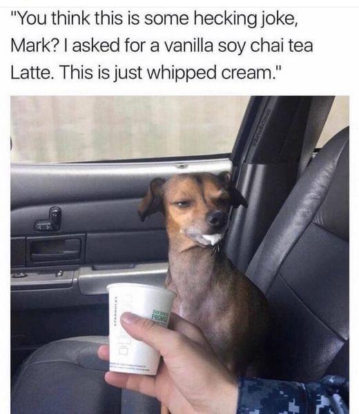 20 Cute Dog Memes for Your Daily Dose of Joy 21 Whipped cream - Cute Dog Memes