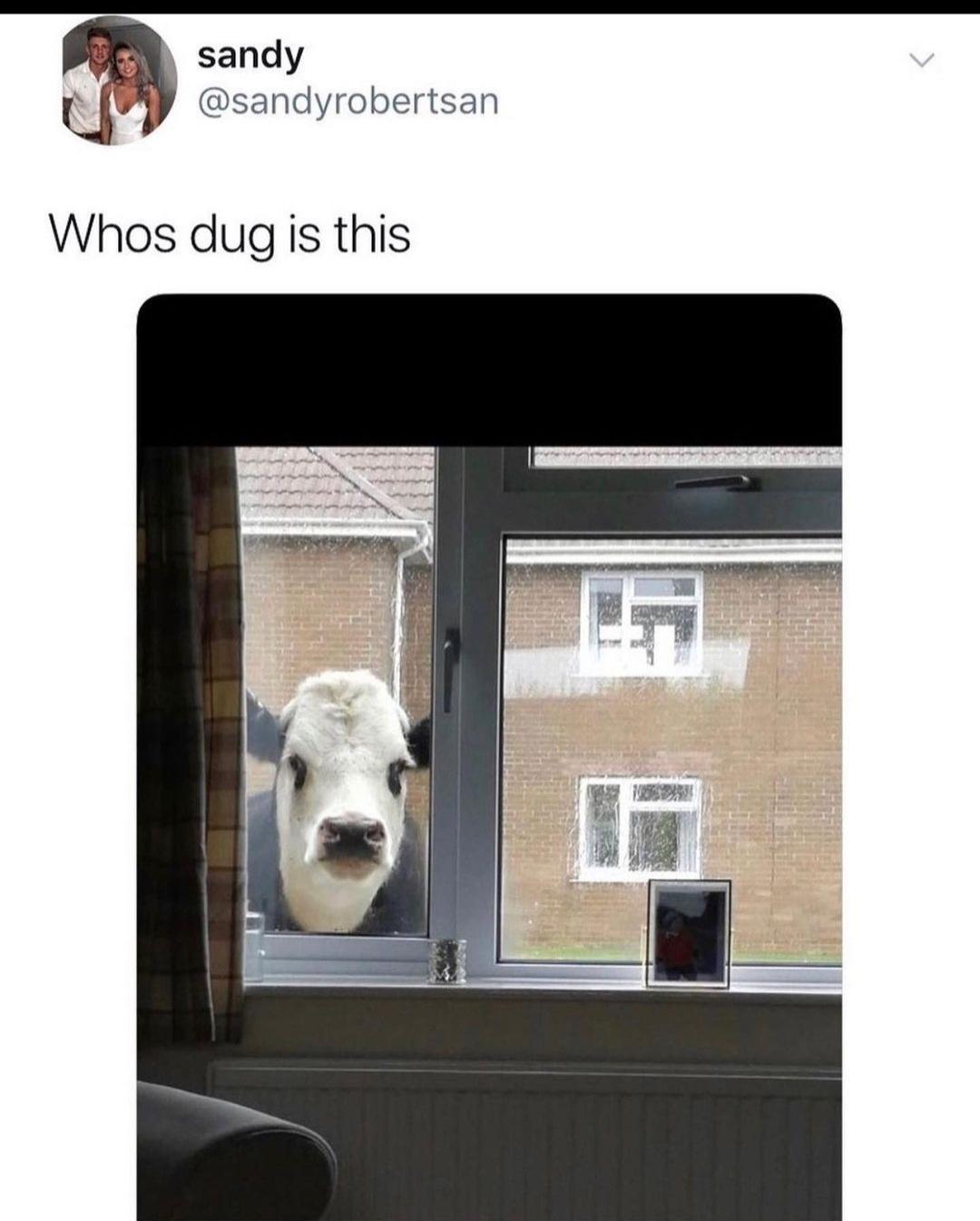 35 Times Scottish Twitter Had Us Wheezing Like Bagpipes on Laughing Gas 35 Whos dug is this