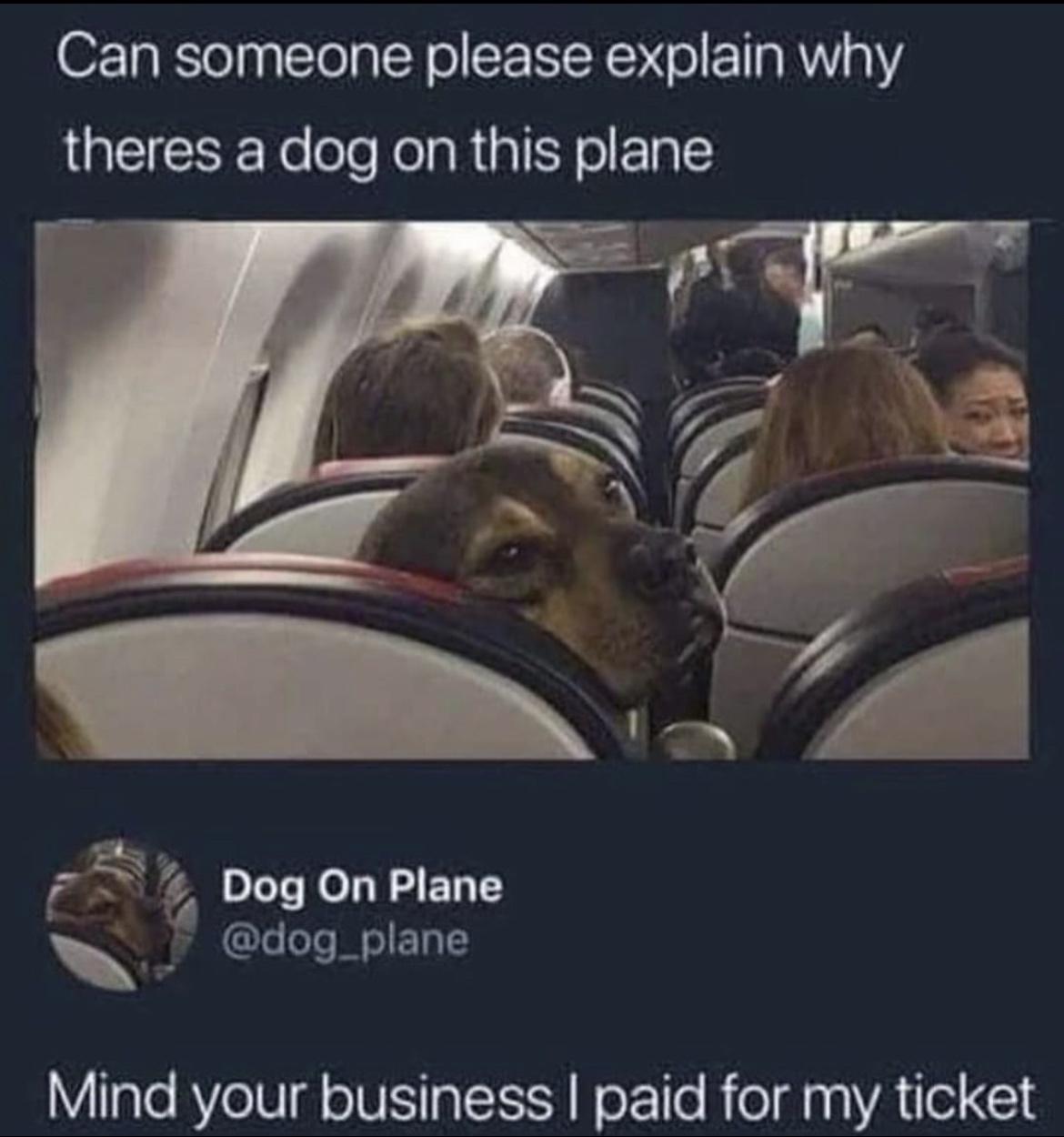 20 Hilarious Dog Memes to Brighten Your Ruff Day 14 Why is there a dog in this place - Hilarious Dog Memes