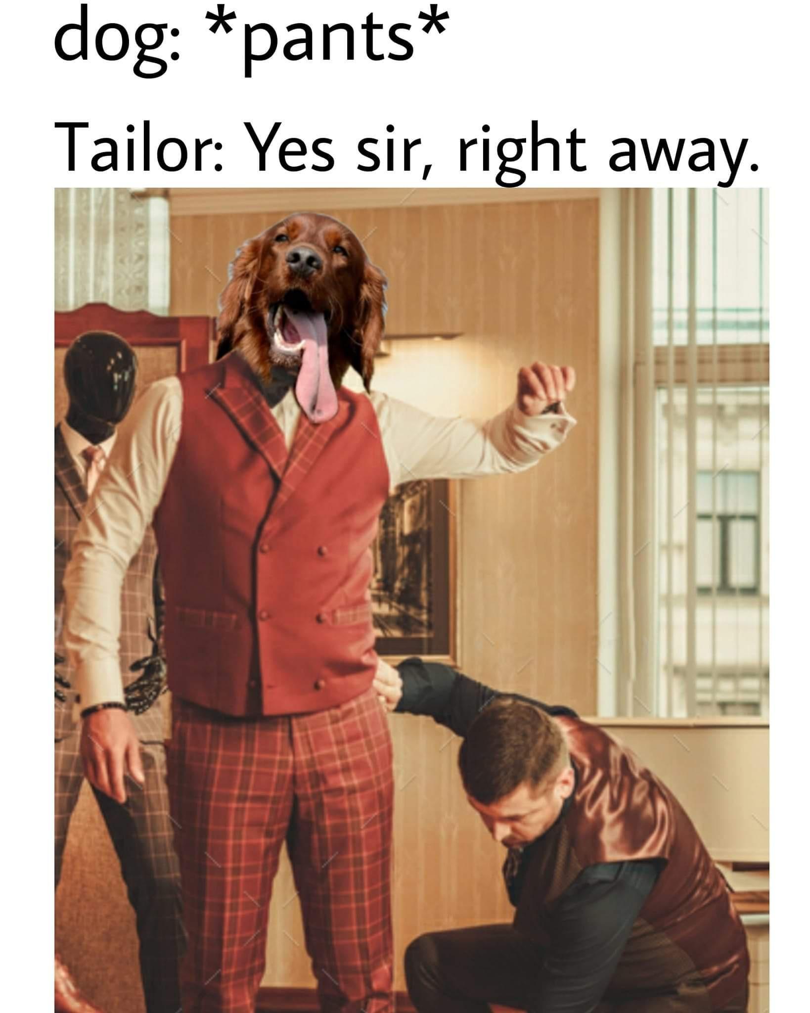 20 Hilarious Dog Memes to Brighten Your Ruff Day 19 Ye ssir