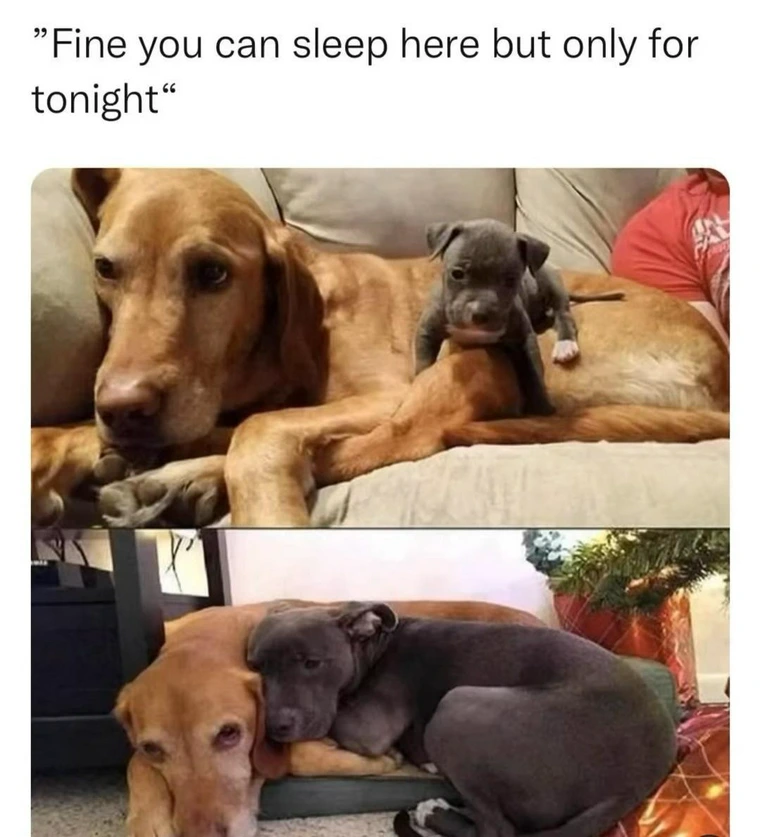 20 Hilarious Dog Memes to Brighten Your Ruff Day 20 You can sleeo here