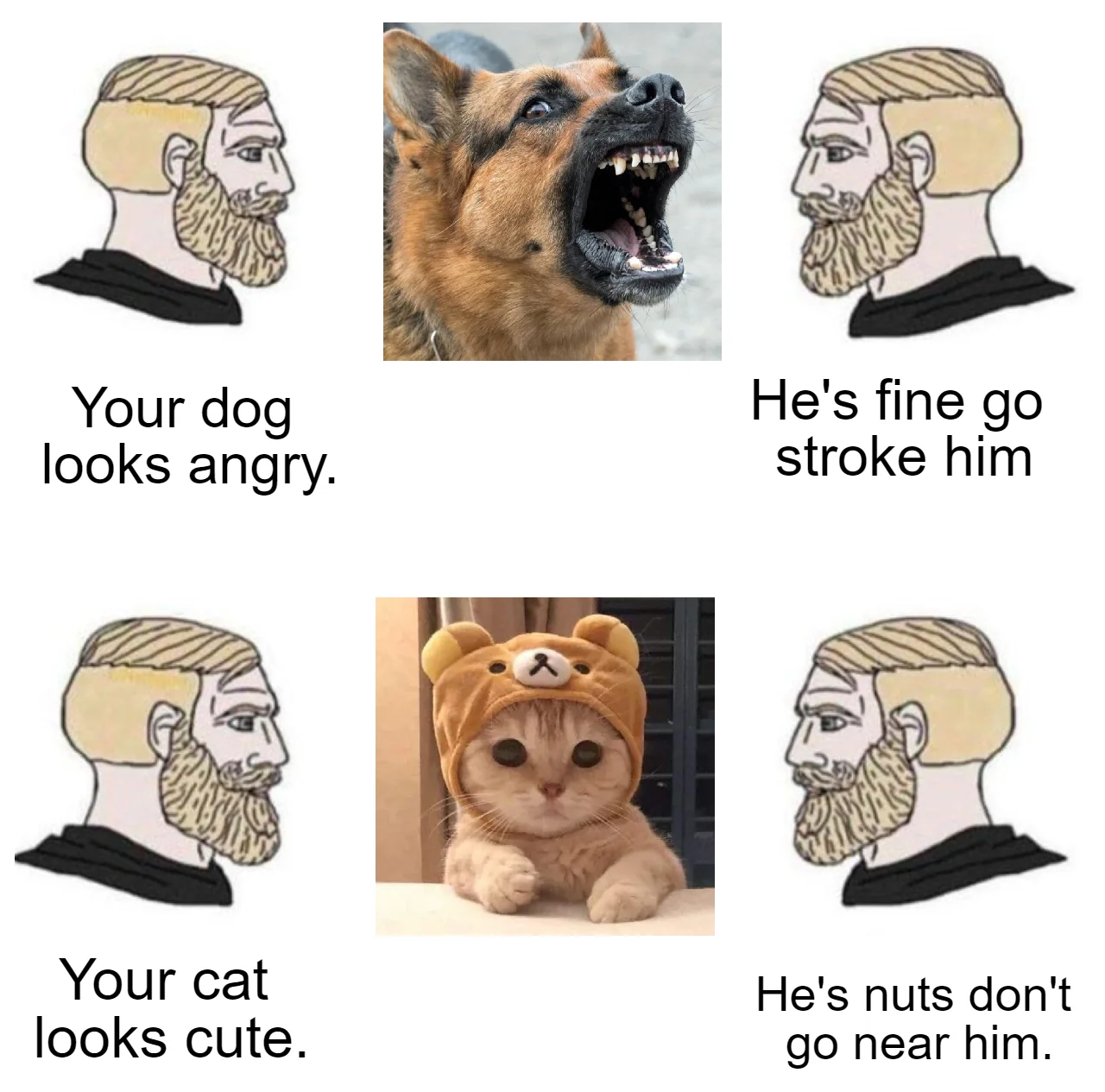 28 Cat Vs Dog Memes To Show Who Is Superior 28 Your dog looks so angry