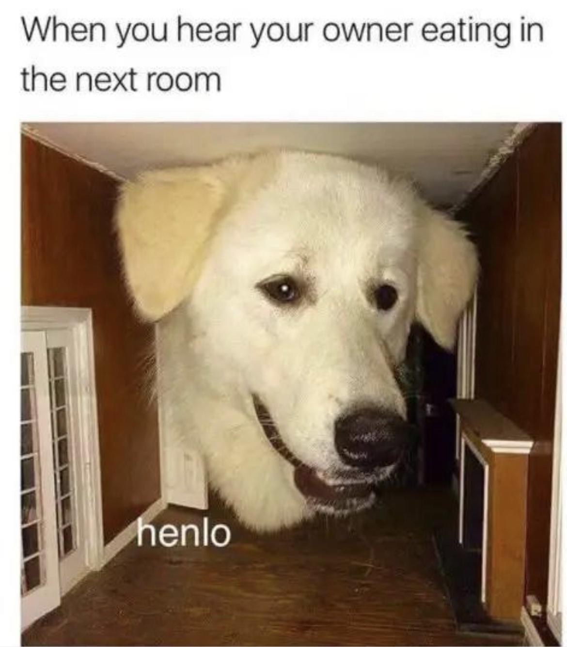 20 Hilarious Dog Memes to Brighten Your Ruff Day 15 Your owner eating - Hilarious Dog Memes