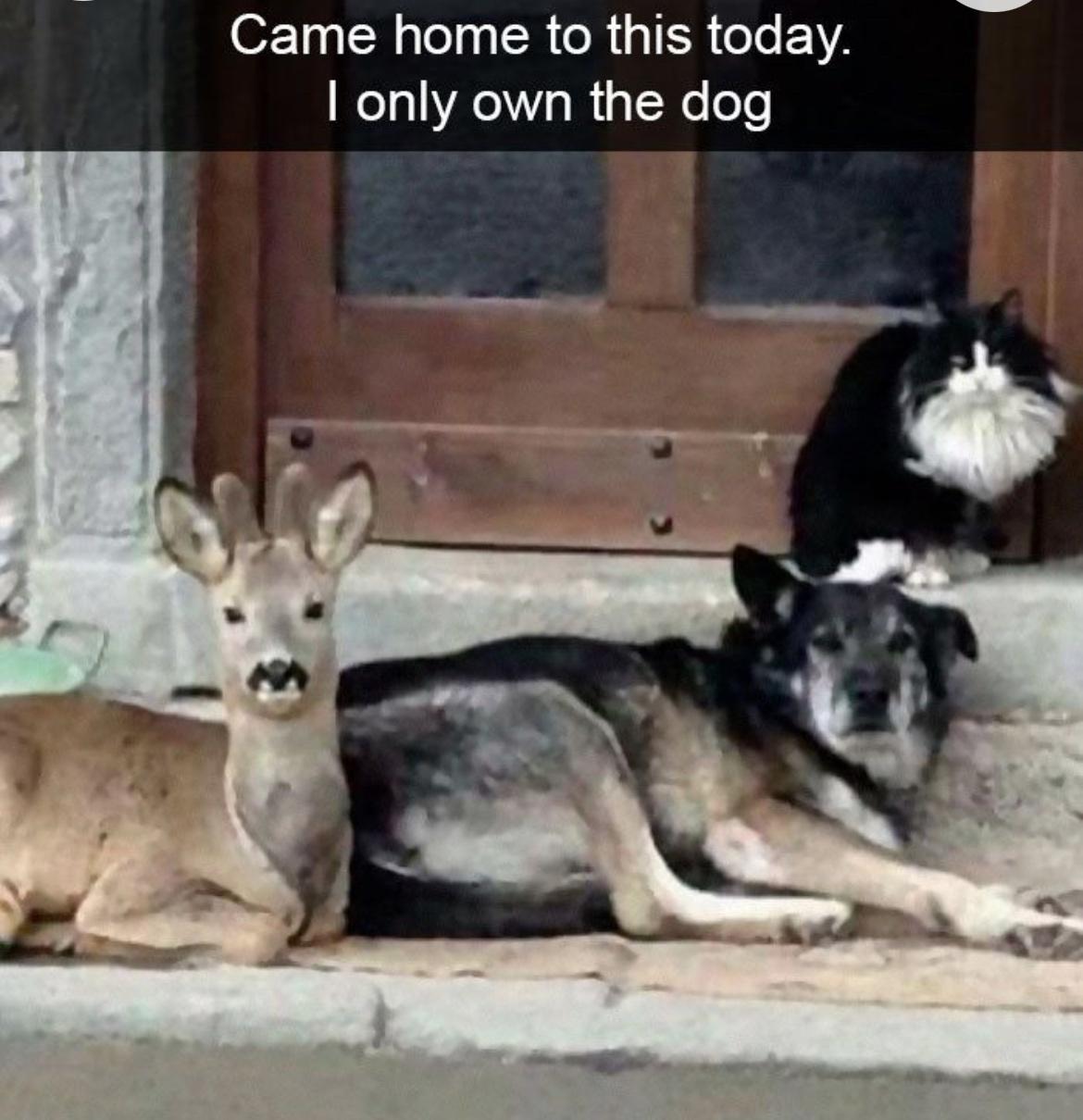 20 Hilarious Dog Memes to Brighten Your Ruff Day 1 came home to this - Hilarious Dog Memes