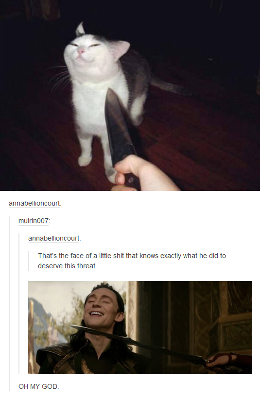20 Loki Memes That Will Spread Laughter across Realms and Timelines 6 Cat loki memes