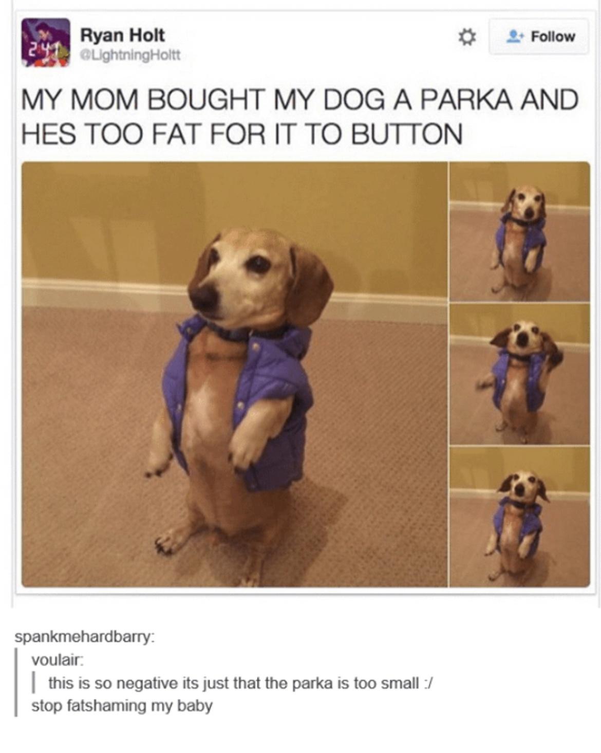 20 Hilarious Dog Memes to Brighten Your Ruff Day 2 dog a parka - Hilarious Dog Memes