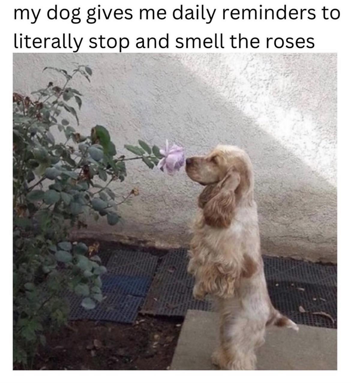 20 Cute Dog Memes for Your Daily Dose of Joy 8 dog smelling roses - Cute Dog Memes
