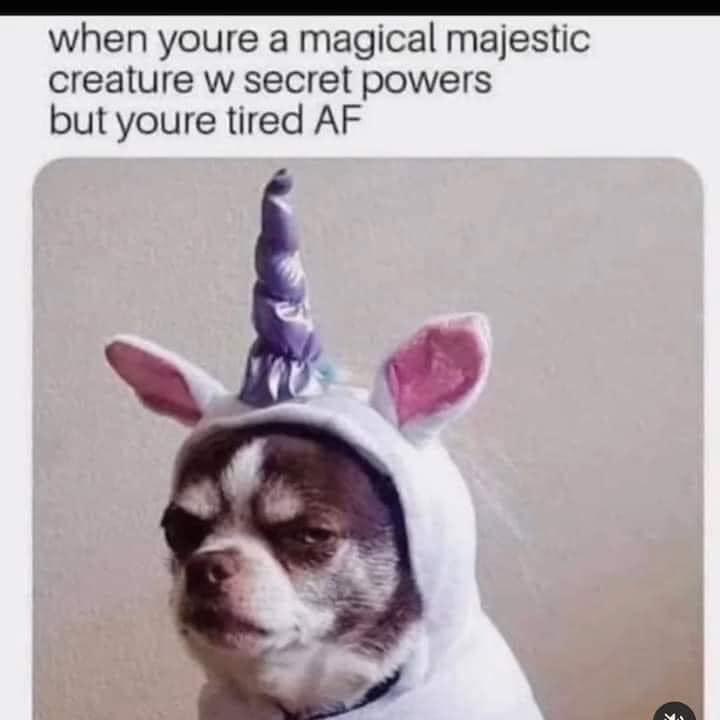 20 Hilarious Dog Memes to Brighten Your Ruff Day 18 You can sleeo here