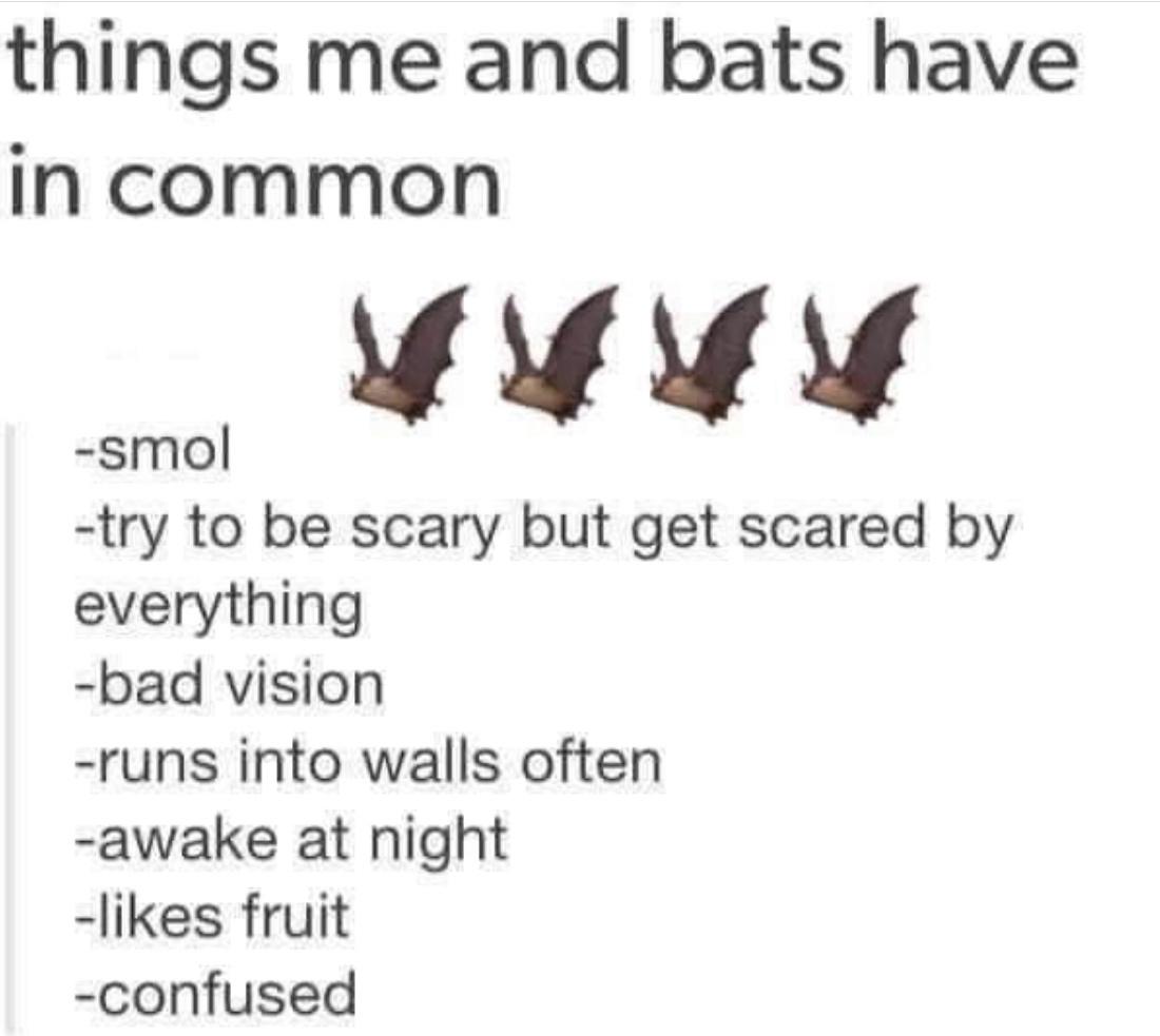 20 Hilarious Memes That Are Your Ultimate Coping Mechanism 6 me and bats have in common