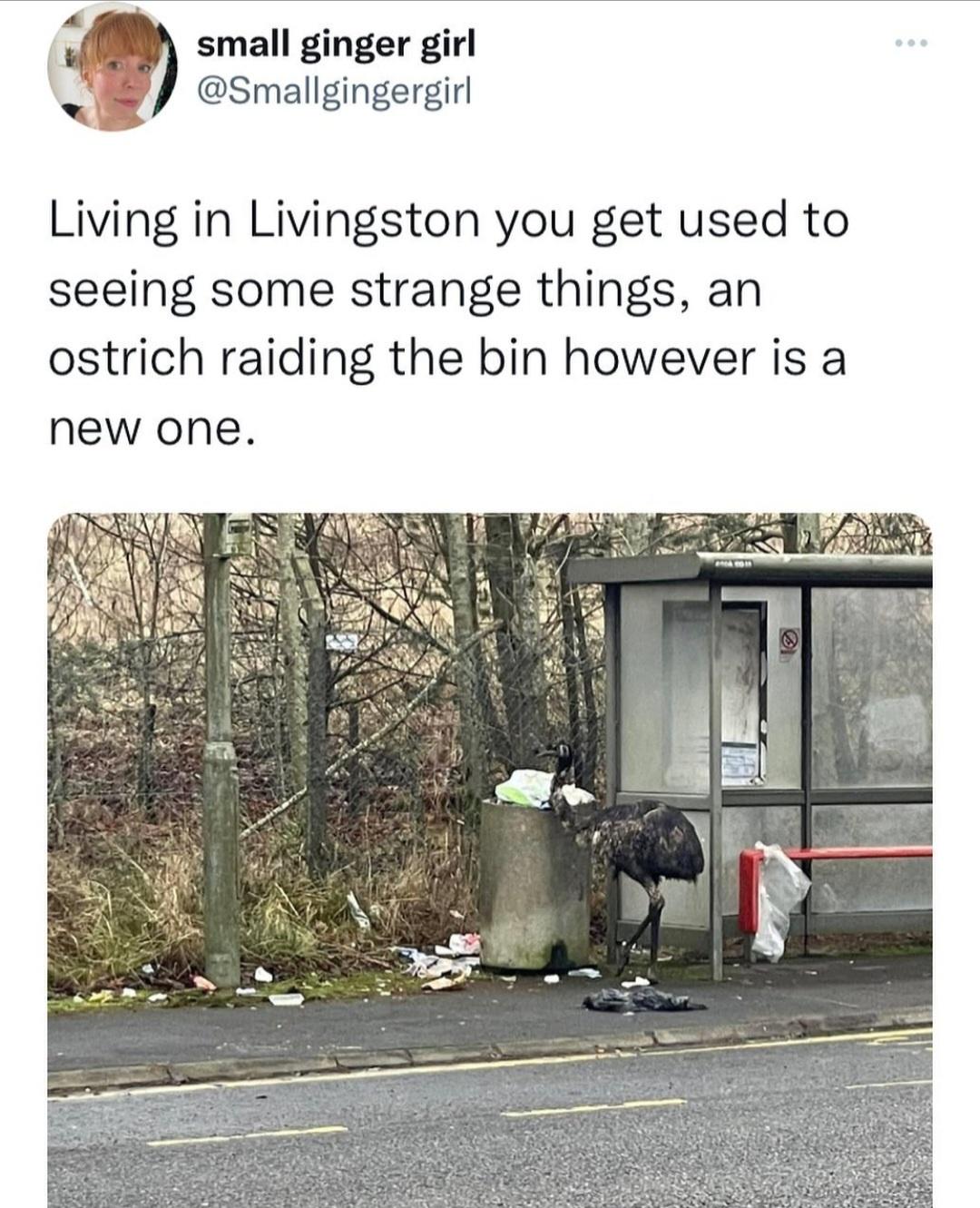 35 Times Scottish Twitter Had Us Wheezing Like Bagpipes on Laughing Gas 32 ostritch raidin the bin