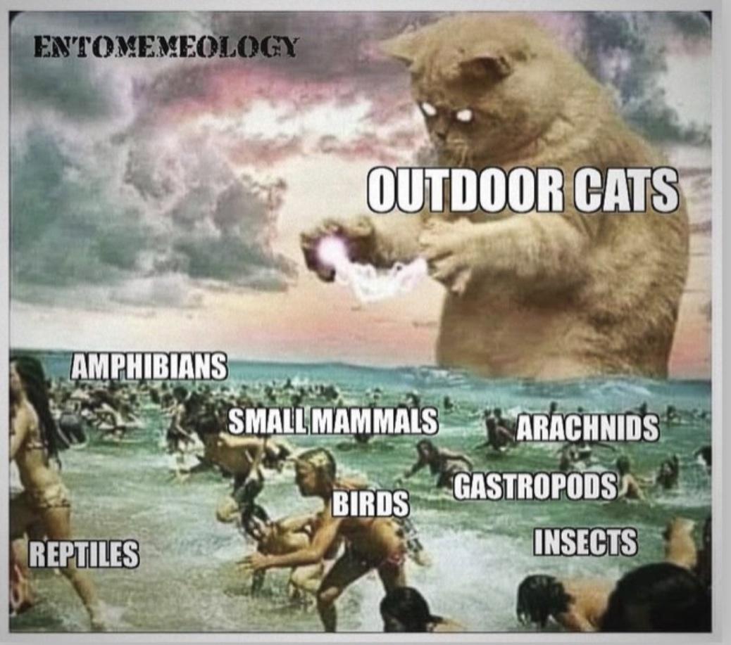 20 Hilarious Memes That Are Your Ultimate Coping Mechanism 9 outdoor cats