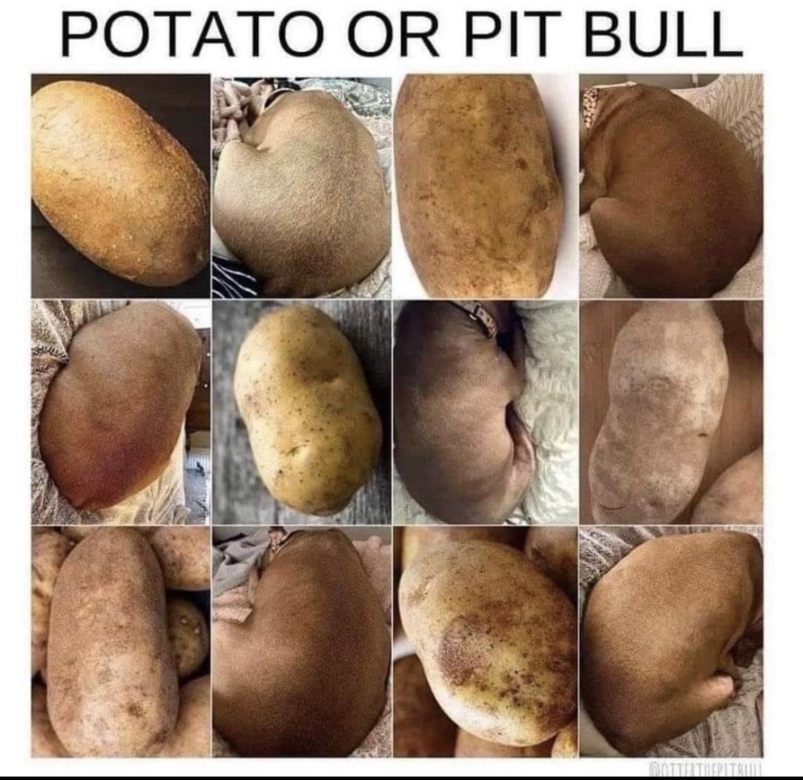 20 Hilarious Dog Memes to Brighten Your Ruff Day 9 potato or pitbull - Hilarious Dog Memes