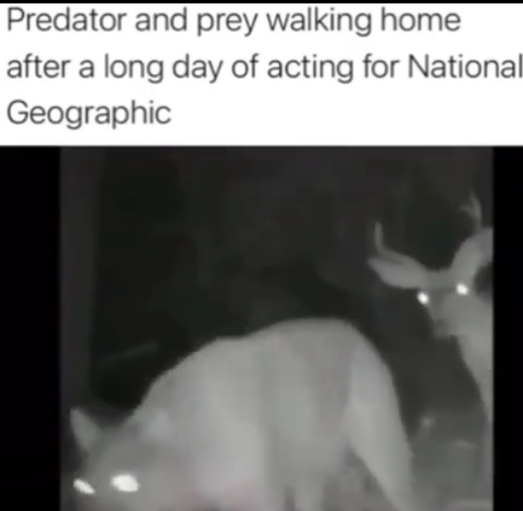 30 Best National Geographic Cameraman Memes Of All Time 21 predatpr and prey - National Geographic Cameraman Memes