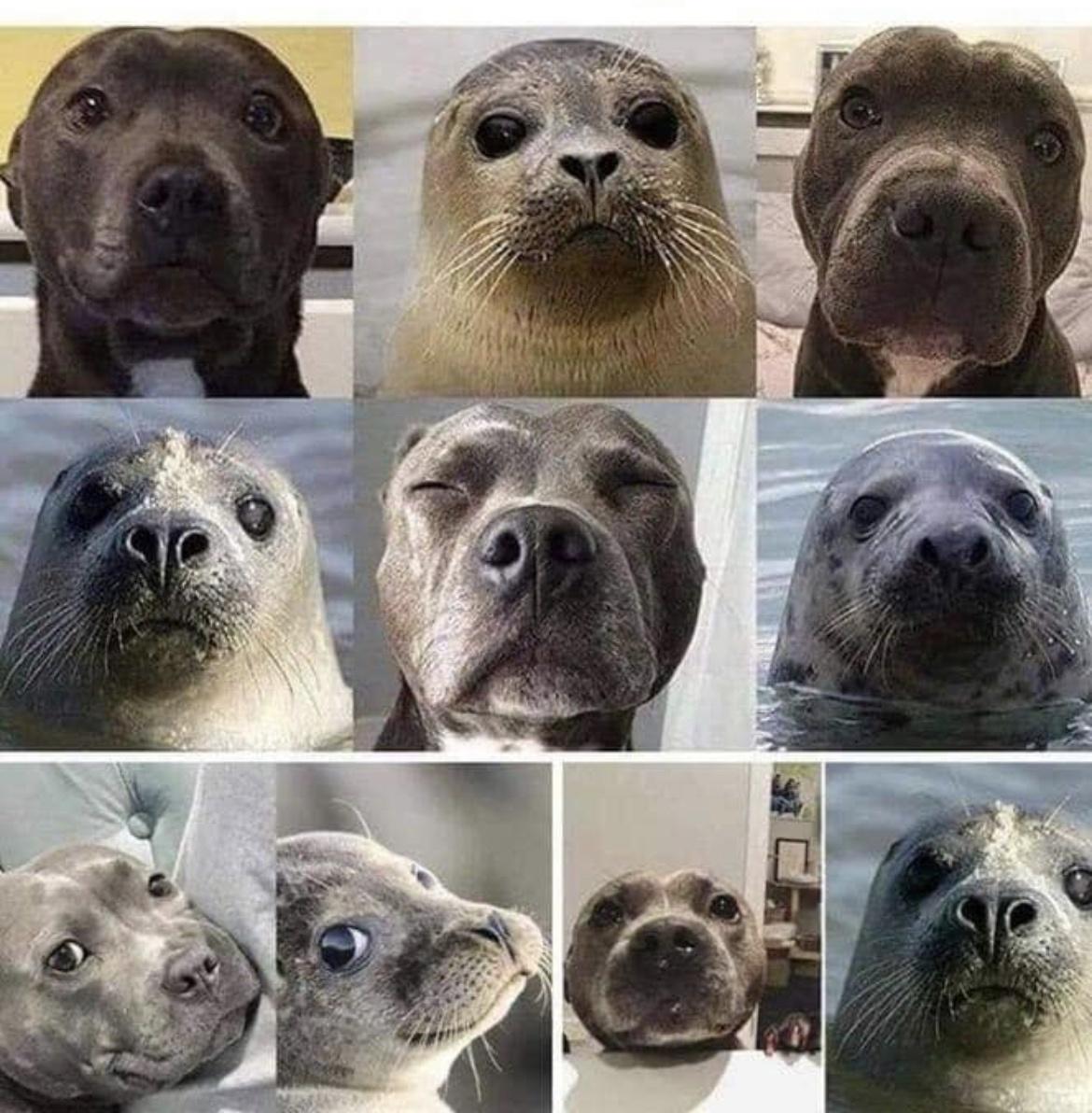 20 Hilarious Dog Memes to Brighten Your Ruff Day 11 seals vs dogs - Hilarious Dog Memes