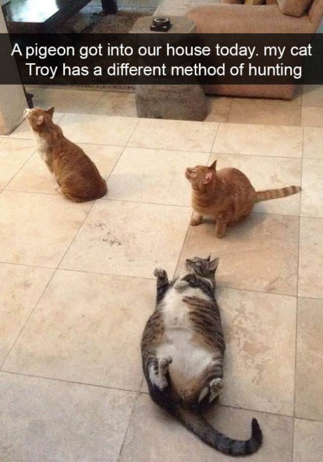 30 Hilarious Cat Snapchats Guaranteed to Make You Laugh 26 A piegon got into house