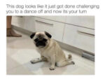Adorable Dog Memes - FG.jpg