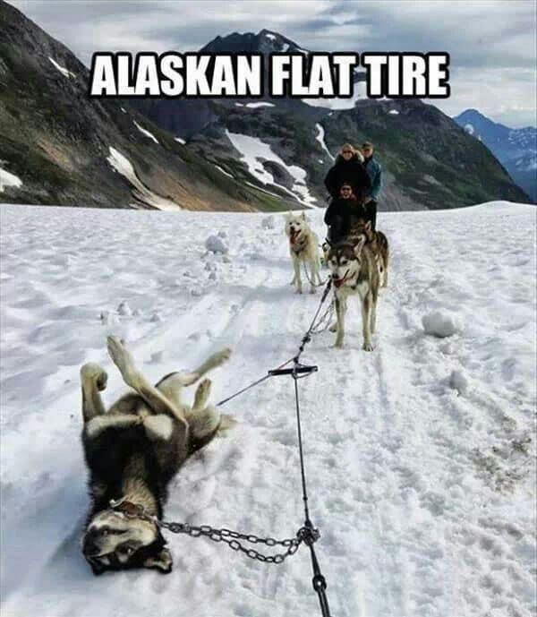 20 Funny Animal Memes That Are More Entertaining Than a Night at the Zoo 1 Alaskan flat tyre - Funny Animal Memes