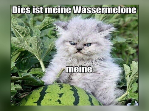 Amusing Cat Memes - FG.png