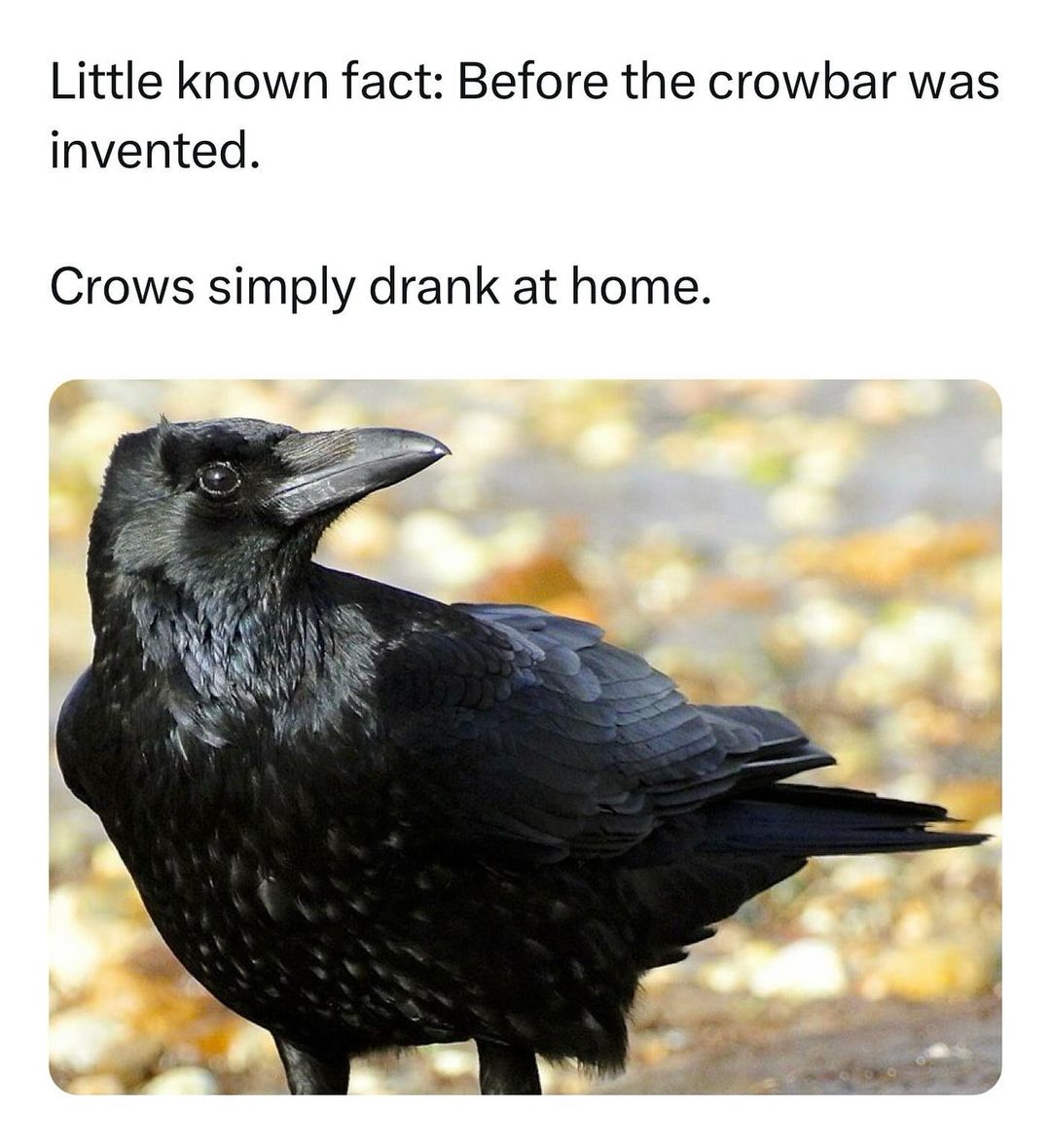 35 Punniest Memes: Your Daily Dose of Vitamin C (Comedy) 3 Before the crowbars were invented - punniest memes