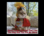 Cat Memes That Prove Humans Are Slaves To Cats - FG.jpeg