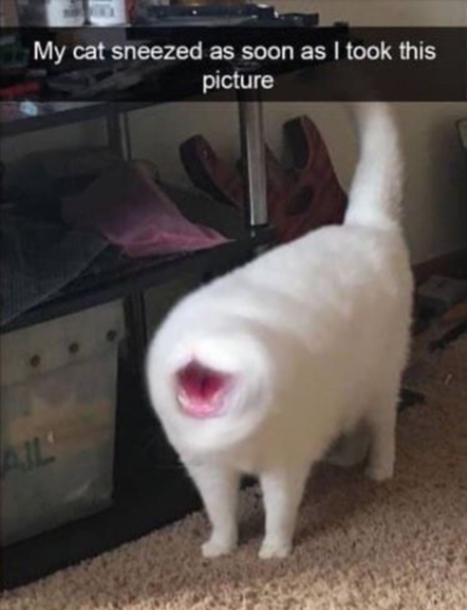 20 Images of Cursed Cats Creating Havoc Around the House 2 Cat sneezed - Cursed Cats