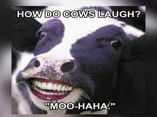Cow Jokes - FG