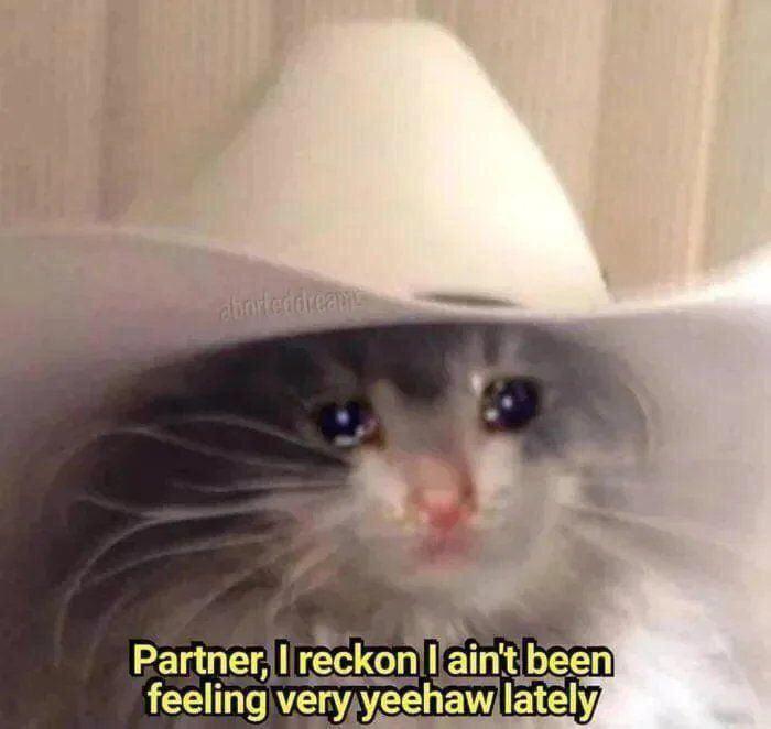 A Mountain Of Random Memes For Bored Brains 19 Cowboy cat - random memes