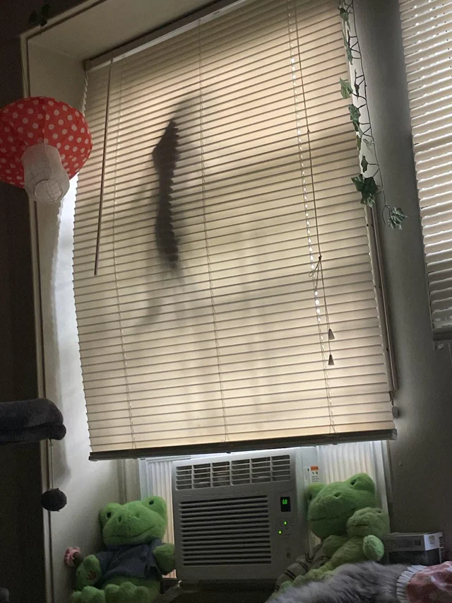 20 Images of Cursed Cats Creating Havoc Around the House 4 Cursed Blinds - Cursed Cats