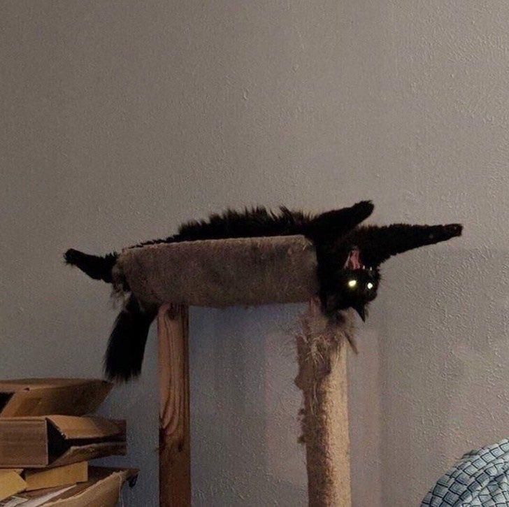 20 Images of Cursed Cats Creating Havoc Around the House 3 Cursed aaa - Cursed Cats