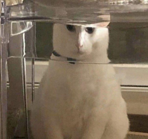 20 Images of Cursed Cats Creating Havoc Around the House 7 Cursed drowning cat - Cursed Cats